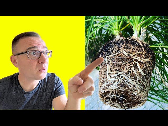 How to Repot Ponytail Palm:  3 CRITICAL STEPS YOU CAN'T MISS!