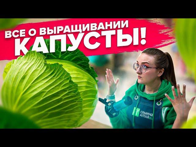 КАК ВЫРАСТИТЬ КАПУСТУ? ПОЧЕМУ КАПУСТА НЕ ВЯЖЕТ КОЧАНЫ? ВСЕ О ВЫРАЩИВАНИИ КАПУСТЫ!