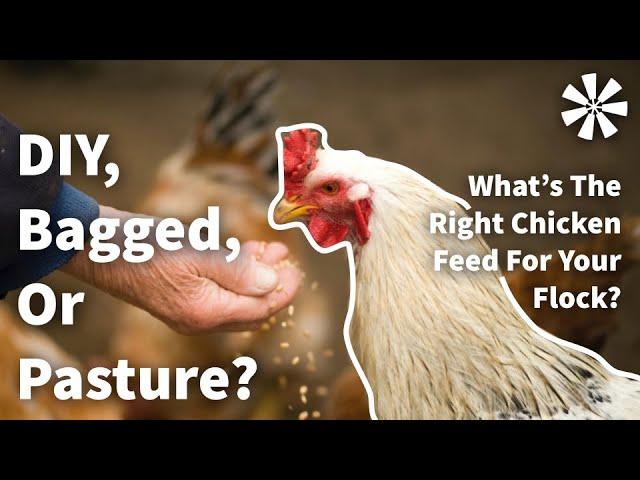 Types of Chicken FEED: Bagged vs DIY vs Pasture 