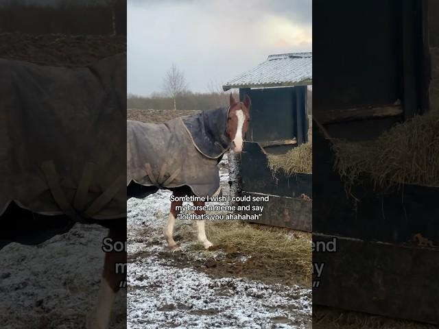 Just me?  #equestrian #horse #horses #pony #pferde #cheval #hest #trending #funny