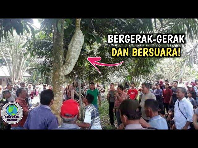 Awalnya Dikira Batang Pohon,Saat di Dekati Bergerak! Warga Langsung Gempar Ketika Tau itu Ular Besar