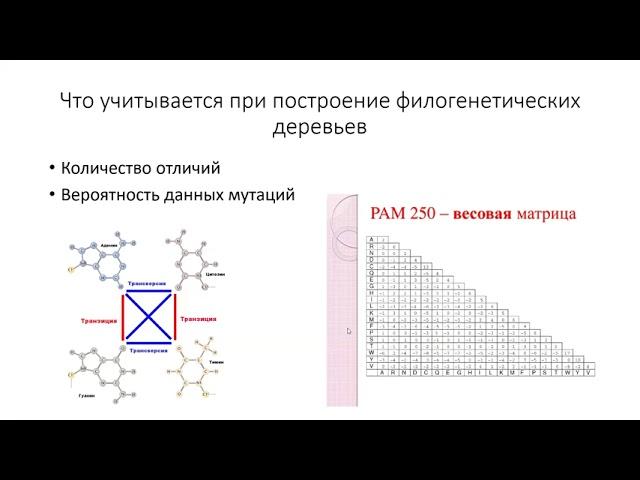 Олимпиадные задачи по генетике. Черткова Екатерина Р. 5-2