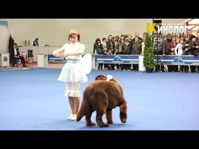 Dog Show "Eurasia  2012 / Russia / Moscow". Freestyle.