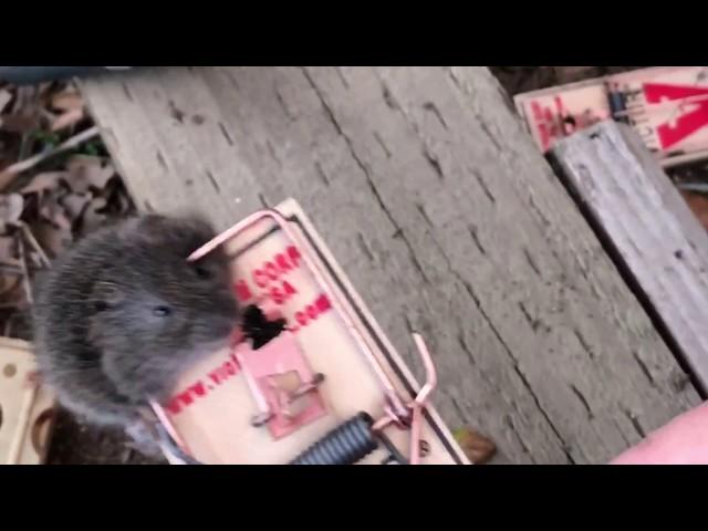 Voles - How to Trap Voles on Your Suburban Farm