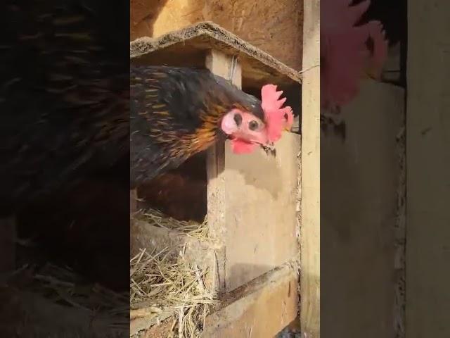 Chickaletta & friend says hello. #farmlife #mastergardener #chickenlovers #eggs #homesteading #life