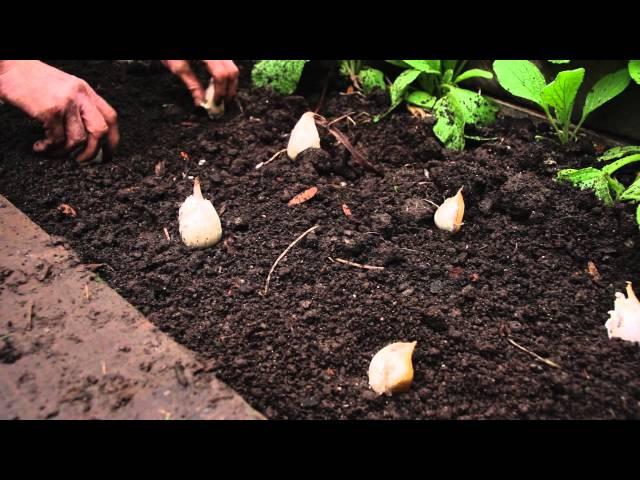 How to plant garlic