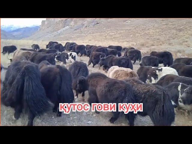 кутос гови куҳи дар вахти тирамо