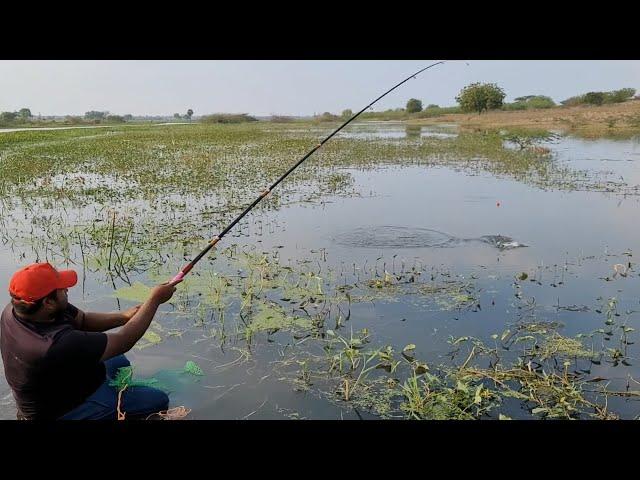 Fabulous Float fishing Technique & Catching Tilapia fishes by Small hook|Small Single hook fishing