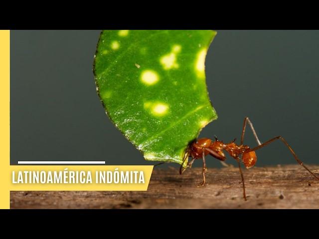 La fauna de los extremos de América Latina | EPISODIO COMPLETO