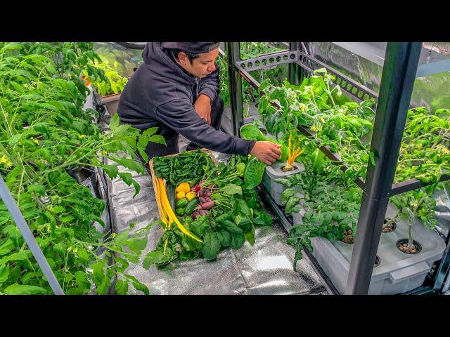 We created a food garden system in our basement, can't get anymore local than this!