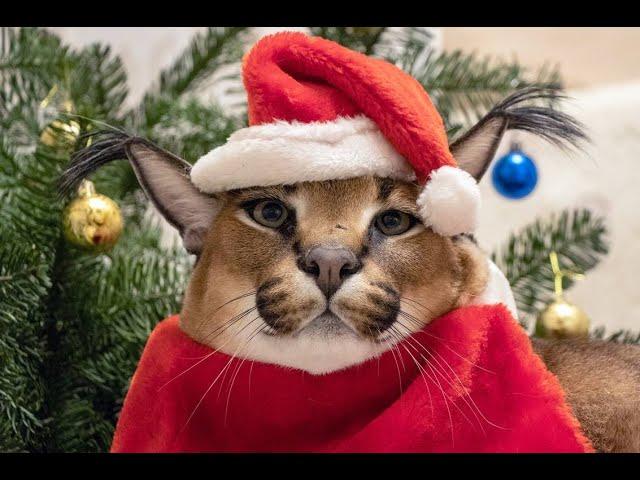 Merry Christmas with Big Floppa : Caracal