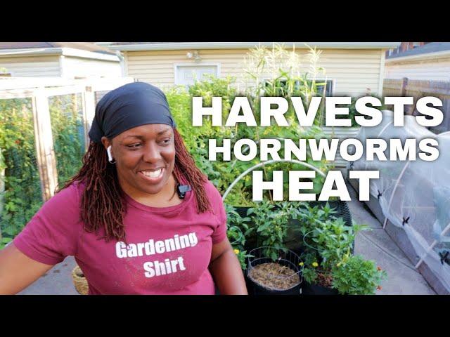 Harvests, Pests and Heat in the Garden