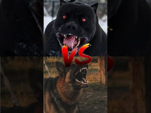 German shepherd VS Pitbull VS doberman!!