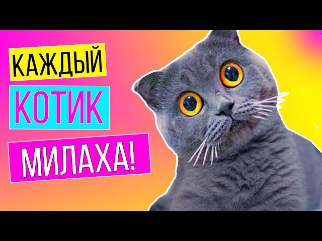 КАЖДАЯ КОШКА ТАКАЯ МИЛАЯ