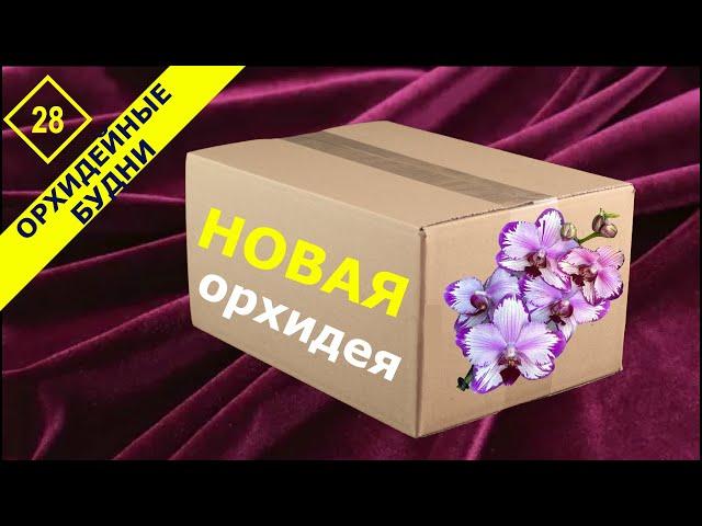 Распаковка шикарной орхидеи. Про неприхотливые сорта орхидей фаленопсис #ОрхидейныеБудни