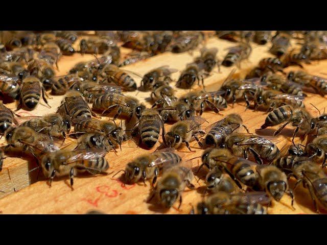 Fleissige Bienen auf dem Dach der fenaco in Winterthur