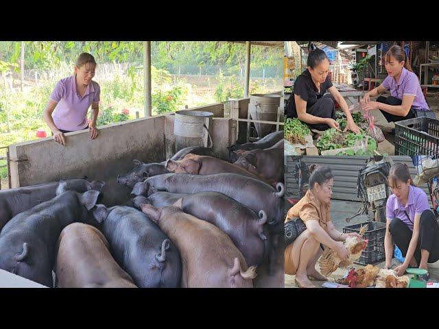 Go to the market to sell chickens, buy vegetables to grow. Take care of fattening pigs. (Ep 308).