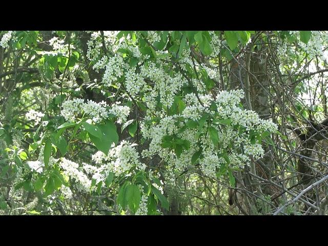 Пение соловья.Весна. Автор видео Виталий Андрейчук