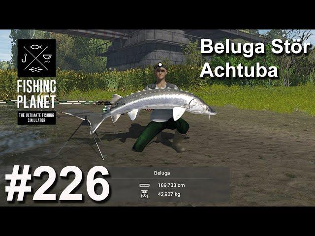 Beluga Stör an der Achtuba | Fishing Planet #226 | Deutsch | UnderwaterFrank