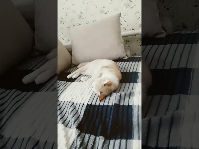сон.