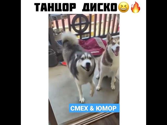 Собака Танцует 