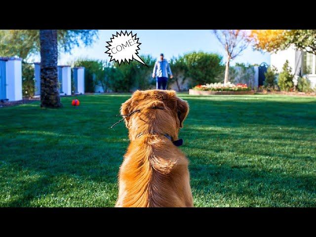 HOW TO TEACH ANY DOG RECALL WITH THE E-COLLAR!