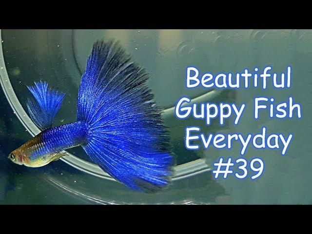 Guppy Channel - Beautiful Guppy Fish Everyday #39