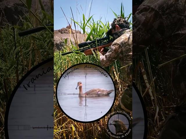 Duck (Teal) Hunting by PCP Air Rifle