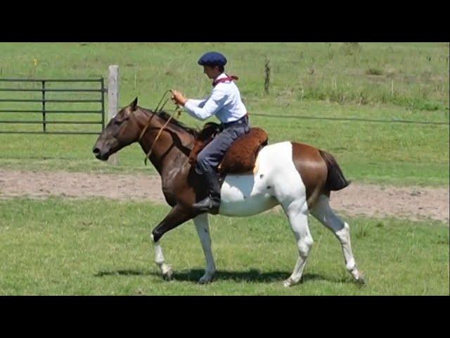 VENDIDO Caballo tobiano zaino manso y de trabajo - $3.000.000 - LOSEQUINOS.COM