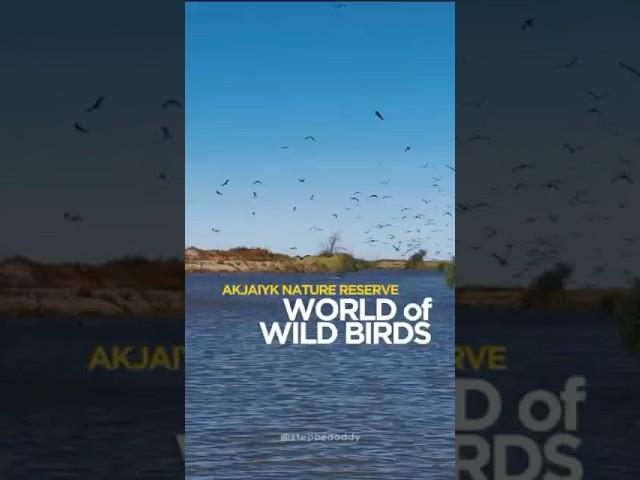 World of wild birds