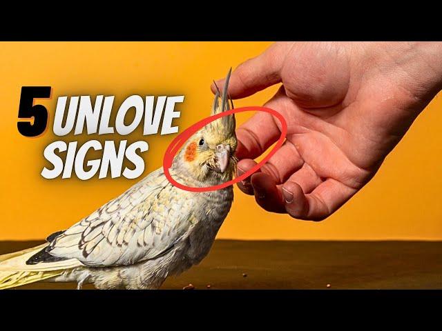 5 Signs Your Bird DOESN'T LOVE You (Even If You Think They Do)