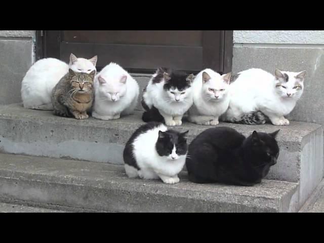 The cat gang