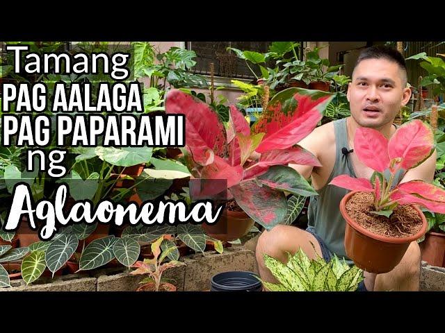 TAMANG PAG AALAGA AT PAG PAPARAMI NG MGA AGLAONEMA | CHINESE EVERGREEN | AGLAONEMA CARETIPS