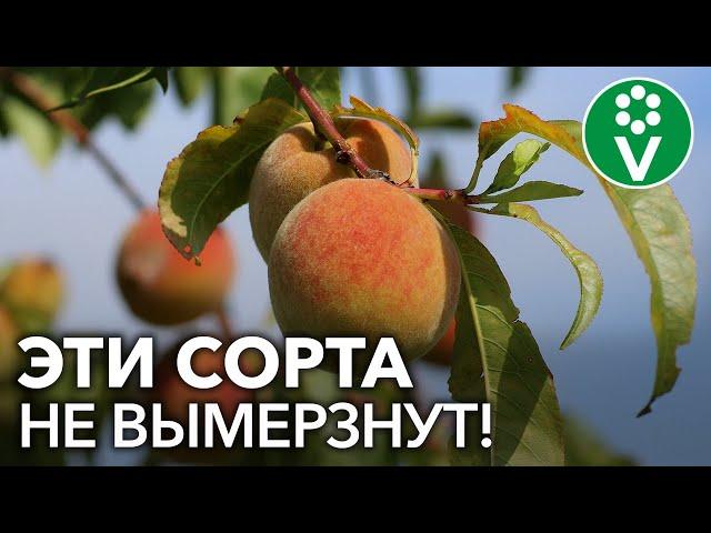 ТОП-6 СОРТОВ ПЕРСИКА для сурового климата