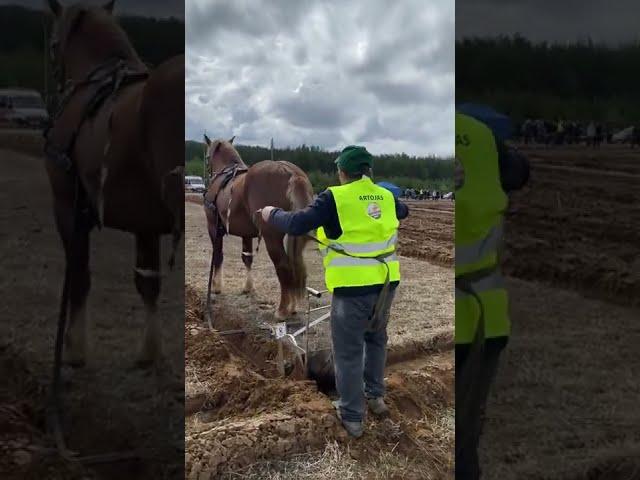 Horse plough plowing competition in Lithuanian village