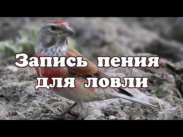 Коноплянка пение и позывка (Carduelis cannabina)