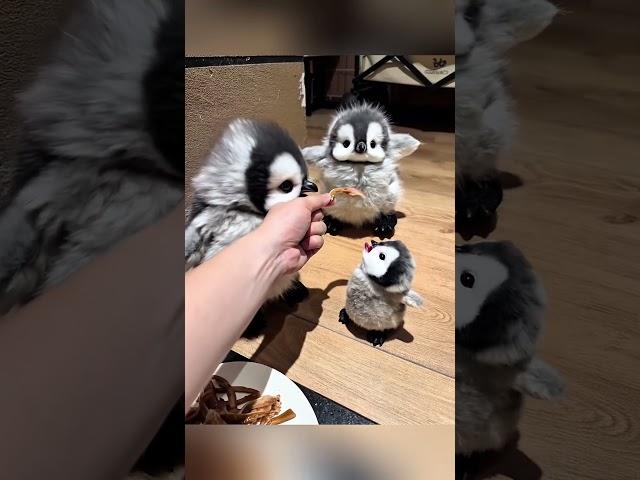 cute penguins #cute #adorable #pet #penguin #babyanimals #fluffy #cuteanimal