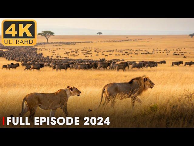 WILD SERENGETI | Lion and the Great Predator's Fight for Survival | Nature Animal Documentary