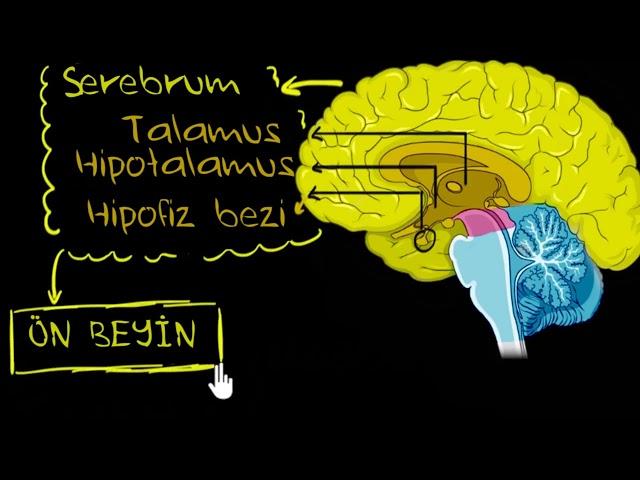 Beynin Bölümleri ve Fonksiyonları (Biyoloji)