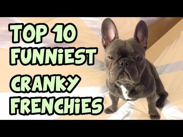 TOP 10 CRANKIEST FRENCH BULLDOGS