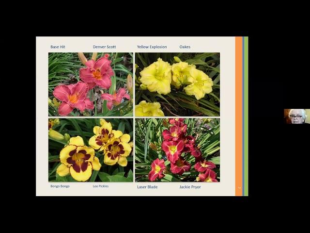 Daylillies  Master Gardener Peggy Dyer