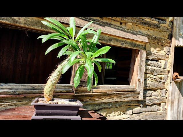 How to Wire a Crooked Madagascar Palm into a Bonsai Training Pot