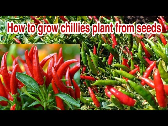 How to grow chilies plant from seeds / Growing Chilies peppers from seeds (Beginning till harvest)