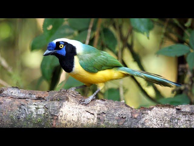 Birds of Ecuador