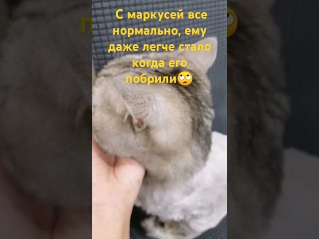 Вы достали хватит нас осуждать и оскорблять  КОТУ НЕ БЫЛО БОЛЬНО!!!!!!!!!!!!!!!!!!!!!!!!!!!!!!!!!!!