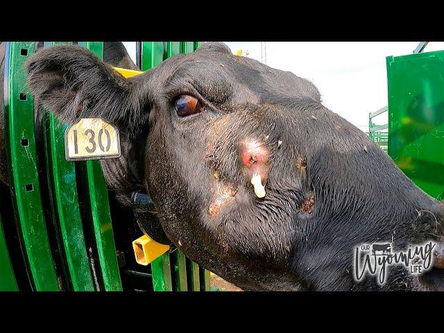 A Cow's Gross Abscess Getting Popped!