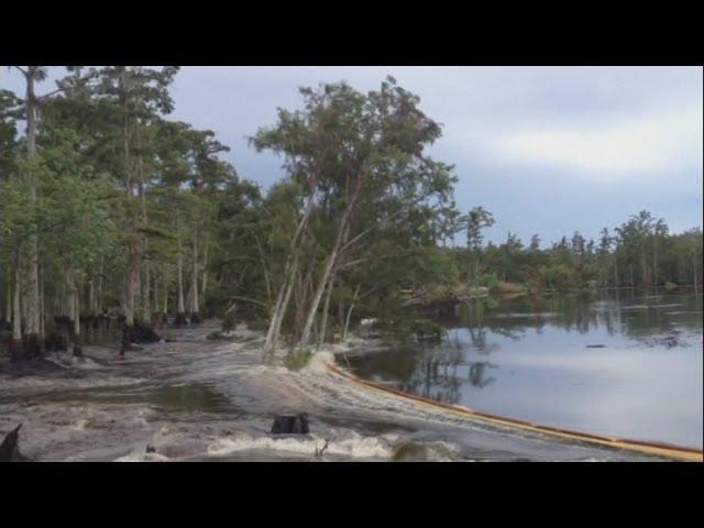 Sinkhole swallows trees whole in Louisiana swamp