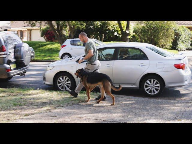 Dogs staying, coming and watching