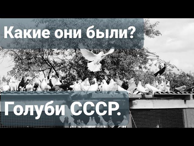 What were, what were the Baku Pigeons of the USSR?