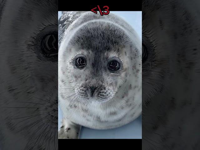 PONSUKE.. YOU WILL BE MISSED  #sad #ponsuke #seal #death #cry